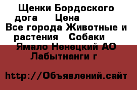 Щенки Бордоского дога.  › Цена ­ 30 000 - Все города Животные и растения » Собаки   . Ямало-Ненецкий АО,Лабытнанги г.